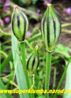 Тюльпан ТАРДА или ВОЛОСИСТОТЫЧИНКОВЫЙ (Tulipa tarda= dasystemon) после цветения образуются забавные зеленые с темными полосками семенные коробочки. ЦЕНА 60 руб( 1 лук).