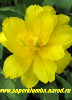 Тюльпан МОНТЕ КАРЛО (Tulipa Monte Carlo) махровый ранний, роскошный ярко-желтый очень здоровый тюльпан, с ароматом, высота до 30 см, долгоцветущий, подходит для выгонки и срезки. НЕТ В ПРОДАЖЕ