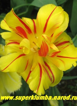 Тюльпан МОНСЕЛЛА (Tulipa Monsella) махровый ранний, роскошный нарядный желтый с ярко-красными полосками , лепестки слегка рассечены, с ароматом, цветущий до 3-х недель, подходит для выгонки и срезки.высота до 30 см   НЕТ В ПРОДАЖЕ