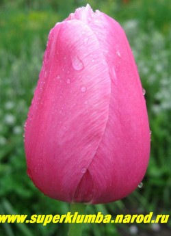 Тюльпан ЕКАТЕРИНА ВЕЛИКАЯ (Tulipa Renown)  серия "Российские гиганты" , класс "простые поздние", бокал сохраняет идеальную форму, его высота 10-12 см, высота стебля до 90 см, поздний, НЕТ В ПРОДАЖЕ