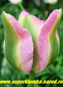 Тюльпан ГРИНЛАНД (Tulipa Greenland) зеленоцветковый, розовый с зелеными широкими полосами по центру лепестка, высота до 50 см, среднепоздний, долгоцветущий. отличная срезка ЦЕНА 100 руб (1 лук).