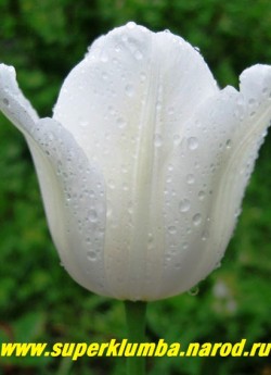 Тюльпан УАЙТ ДРИМ (Tulipa White Dream) класс "триумф", чисто белый, цветок словно светится изнутри, высота до 50 см, среднепоздний, прекрасная срезка НЕТ В ПРОДАЖЕ