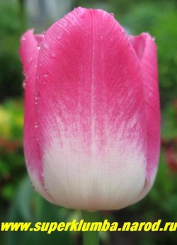 Тюльпан ПРЕЛЮДИУМ (Tulipa Preludium)  класс "триумф", малиново-розовый с белым дном , среднепоздний, прекрасная срезка НЕТ В ПРОДАЖЕ