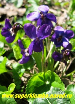ФИАЛКА ДУШИСТАЯ "Шарлотт" (Viola odorata ''Charlotte'')  Цветы крупным планом.  ЦЕНА  200 руб (1 дел)