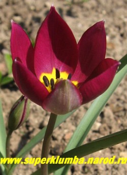 Тюльпан красивый "ПЕРСИАН ПЕРЛ " (Tulipa pulchella "Persian Pearl") глубокой пурпурно-фиолетовой окраски с жемчужно-белыми полосками на удаленных лепестках и желтым звездой в центре. Листва узкая с красноватой каймой, которая исчезает с течением сезона, высота 10-15 см, ранние ,апрель-май, . НЕТ  В ПРОДАЖЕ