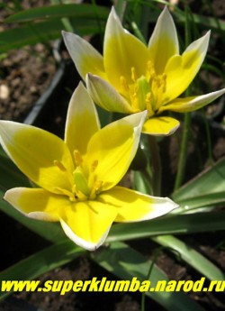 Тюльпан ТАРДА или ВОЛОСИСТОТЫЧИНКОВЫЙ (Tulipa tarda= dasystemon)  цветок крупным планом, ЦЕНА 60 руб (1 лук).