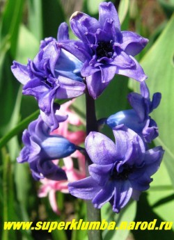 Гиацинт махровый " ПРИНЦ АРТУР" (Hyacinthus orientalis "Prince Аrtur") фиолетово-синий махровый гиацинт, высота 10-15 см, ЦЕНА 200 руб