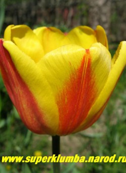 Тюльпан ОКСФОРДС ЭЛИТ (Tulipa Oxford''s Elite)  класс "Дарвиновы гибриды", оранжево-красный с широкой желтой каймой, нарядный, высота до 60см, среднепоздний, прекрасная срезка. НЕТ В ПРОДАЖЕ