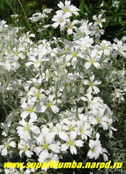 ЯСКОЛКА ВОЙЛОЧНАЯ (Cerastium tomentosum) растение с серовойлочными, ветвистыми, стелющимися стеблями, образующими плотные подушки до 20 см высотой , Цветки белые до 1 см в диаметре. Декоративно цветет в мае-июне 30-35 дней. ЦЕНА 300 руб (деленка)