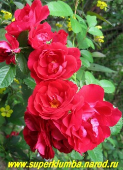 РОЗА " ФЛАММЕНТАНЦ" ? очень красивый яркий насыщенно-красный цвет, полумахровые цветы диаметром 6-8 см собраны в кисти по 3-7 цветов. Морозостойкая, неприхотливая, высота до 2м, цветет очень обильно в течении 30-35 дней НЕТ В ПРОДАЖЕ