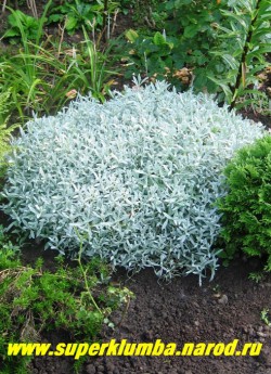 куст ЯСКОЛКИ ВОЙЛОЧНОЙ (Cerastium tomentosum) в моем саду. Очень декоративнен с темно-зелеными хвойниками. ЦЕНА 300 руб