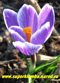 КРОКУС ВЕСЕННИЙ (Crocus vernus) "лиловый с белым кантом " по краю лепестков, крупноцветковый, цветет апрель-май, ЦЕНА 100 руб (2 шт)