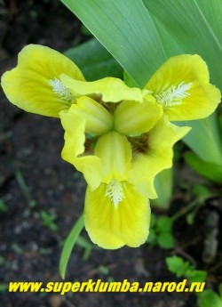 Ирис ЭЙПРИЛ ЭКСЕНТ (Iris April Accent) Миниатюрный карликовый , верхние лепестки золотистые, шижние горчично-желтые, белая бородка, высота 10 см. Ранний. НЕТ В ПРОДАЖЕ