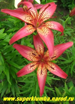 Лилия азиатская  ВИРЕНЕЯ, бульбоносная. Цветок звездообразный, двухцветный – концы лепестков карминово-розовые, центр-светло-оранжевый с обильным крапом. цветет в  июле, высота до 80 см.  НЕТ В ПРОДАЖЕ