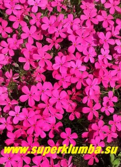 ФЛОКС ДУГЛАСА «Крэкэрджек» (Phlox douglasii «Crackerjack»)  цветы крупным планом. НОВИНКА! ЦЕНА 300 руб (1 дел)
