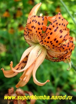 Лилия тигровая "ФЛОРЕ ПЛЕНО" (Lilium tigrinum "Flore Pleno") Тигровая оранжевая с черным крапом махровая (до 36 лепестков) лилия. По мере открывания цветка лепестки загибаются назад, цветок 9 см. Бульбоносная. Высота 100-120 см.  НЕТ В ПРОДАЖЕ.