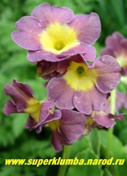 Примула ушковая "ДЫМЧАТО-СИРЕНЕВАЯ" (Primula аuricula) дымчато-сиреневая с лимонно-желтым центром, с ароматом, высота до 15 см, цветет май-июнь, НОВИНКА! ЦЕНА 300 руб (штука) НЕТ НА ВЕСНУ