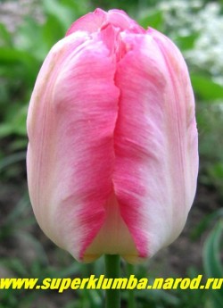 Тюльпан ФЭНТЕЗИ (Tulipa Fantasy)  попугайный, бело-розовый с зеленоватым налетом на спинке , очень эффектный, высота 40-45 см, среднепозднийНЕТ В ПРОДАЖЕ