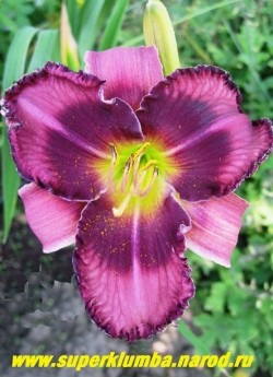 Лилейник ФОГОТТЕН ДРИМС (Hemerocallis Forgotten Dreams) лавандовый цветок с темно-пурпурным глазом и гофрированной каймой по лепесткам ему в тон, крупные цветы, диаметр цветка до 16 см. Высота 65 см. НОВИНКА! ЦЕНА 350 руб (1 шт).
