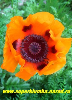 МАК ПРИЦВЕТНИКОВЫЙ "Оранжевый" (Papaver bracteatum). Цветы светло-оранжевые с блестящими лепестками , диаметром до 17 см, с небольшими черными пятнами у основания лепестков, цветоносы прочные, цветок, в отличие от других маков, держится до 3 дней, цветет в июне 20-25 дней. ЦЕНА 300 руб (1 шт)