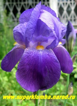 Ирис ЛЕНТ А ВИЛЬЯМСОН ( Iris Lent A Williamson)  бархатистый фиалково-синий с оранжевой бородкой , среднепоздний, цветет в июле, высота до 80 см, 200 руб (кустик -  2-3 шт )