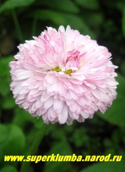 МАРГАРИТКА РОЗОВАЯ ПОЛУМАХРОВАЯ  (Bellis perennis) пышные кустики высотой 10-15 см с нежно-розовыми полумахровыми цветами, цветет очень обильно с середины мая-июль. ЦЕНА 150 руб (3 шт) НЕТ НА ВЕСНУ