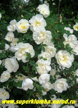 РОЗА КОЛЮЧЕЙШАЯ или БЕДРЕНЦОВОЛИСТНАЯ "Шлосс Зойтлиц" (Rosa spinosissima=pimpinellifolia) белая полумахровая, до 2 м в высоту , цветет в июне-июле очень обильно, с сильным ароматом, колючая ,прекрасно подходит для "живой изгороди" , не накрывать на зиму. ЦЕНА 400-500 руб (2-4 летка)