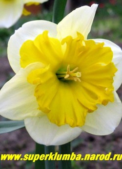 Нарцисс "КЁРЛИ" (Narcissus "Curly") Крупнокорончатый. Лепестки околоцветника широкие светло-лимонные. Коронка ярко-жёлтая, край сильно гофрированный, в идеале напоминает пену. Диаметр цветка 9-10 см, высота 40 см. Среднепоздний. НОВИНКА! ЦЕНА 80 (1 шт)