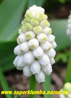 МУСКАРИ ОШЕ/ТУБЕРГЕНА "Уайт Мэджик" (Muscari Aucheri "White Magic") соцветие крупным планом. Ароматные цветы! НОВИНКА!  ЦЕНА 150 руб (3 шт)