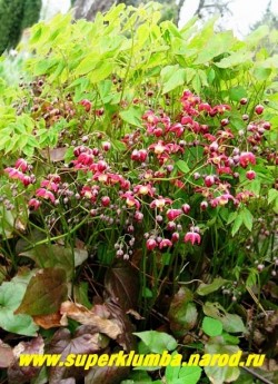 ГОРЯНКА КРАСНАЯ (Epimedium x rubrum) необыкновенно благородное растение с красивой молодой листвой и оригинальными красными с белой полосой внутри по лепестку цветами , цветет в мае-июне .Высота до 35-40 см, ЦЕНА  350 руб (делёнка)