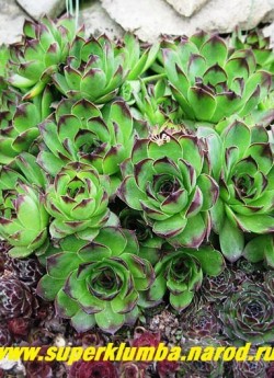 МОЛОДИЛО №1 КРОВЕЛЬНОЕ (Sempervivum tectorum) фото весной на горке. Рядом другие сорта молодил (сравните размеры) НЕТ В ПРОДАЖЕ