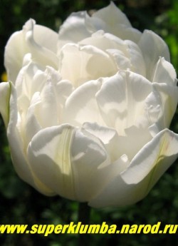 Тюльпан МАУНТ ТАКОМА (Tulipa Mount Tacoma)  махровый поздний (пионовидный) редкий для махровых тюльпанов чисто- белый цвет, отличная срезка, долгое до 2-3 недель цветение, высота до 45 см, ЦЕНА 100 руб ( 1 лук)