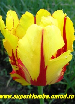 Тюльпан ТЕКСИС ФЛЕЙМ (Tulipa Texas Flame)  попугайный, желтый с карминно-красными и зелеными перистыми мазками, крупный, среднепоздний , высота до 50 см, ЦЕНА 100 руб ( 1 лук)