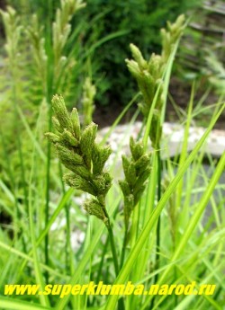 ОСОКА ПАЛЬМОЛИСТНАЯ "Вариегата"(Carex muskingumensis "Variegata") Зеленоватые соцветия появляются в июне-июле. ЦЕНА 250-300 руб (1 дел)