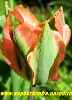 Тюльпан АРТИСТ (Tulipa Artist) зеленоцветковый, красный с зелеными широкими полосами по центру лепестка, высота до 50 см, среднепоздний, долгоцветущий. отличная срезка. НЕТ В ПРОДАЖЕ