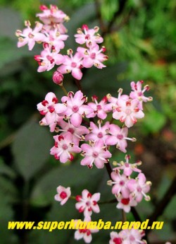 БУЗИНА ЧЕРНАЯ "Гуинчо Пёрпл" (Sambucus nigra "Guincho Purple") Цветы этой бузины розового цвета с малиново-красными тычинками.  НЕТ В ПРОДАЖЕ