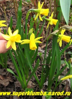 Нарцисс "ТЕТ-А-ТЕТ" (Narcissus "Tete-a-tete") трубчатый. Известный карликовый сорт с ярко-желтыми миниатюрными цветами, часто используется для выгонки. Высота до 15 см. Ранний. НЕТ В ПРОДАЖЕ