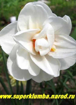Нарцисс "ФЛАВЕР ДРИФТ" (Narcissus "Flower Drift") махровый, Доли околоцветника широкие снежно-белые. Выросты долей оранжево-красные, яркие. Диаметр цветка 10 см. Цветонос прочный, высотой 40-45 см. Среднепоздний. НЕТ В ПРОДАЖЕ