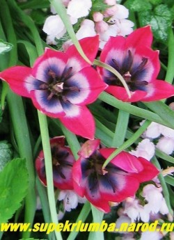 Тюльпан красивый "ЛИТЛ БЬЮТИ" (Tulipa pulchella "Little Beauty") Ботанический, Красно-пурпурный с васильковой серединкой, окруженной бледно-голубой каймой. Высота 10-15см. Ранний. НОВИНКА!  НЕТ  В ПРОДАЖЕ