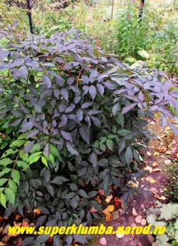 БУЗИНА ЧЕРНАЯ "Гуинчо Пёрпл" (Sambucus nigra "Guincho Purple") Быстрорастущий кустарник, достигающий 2,5 м высоты. Листья перистые, с темно-пурпурной окраской вплоть до чёрной, осенью красные, в тени могут зеленеть. Цветки розовые, душистые, собраны в щитковидные соцветия, плоды съедобные. Неприхотлива.  НЕТ В ПРОДАЖЕ