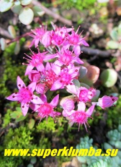 СЕДУМ СИНИЙ (Sedum cyaneum) Соцветие крупным планом.  Цветет в августе ярко-розовыми цветами собранными в щитковидные соцветия.   НЕТ В ПРОДАЖЕ