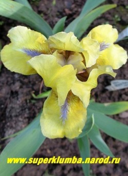 Ирис ЛЕМОН ФЛЕЙР (Iris Lemon Flare)  Стандартный карликовый. Цветок лимонно-желтый с голубой бородкой, по центру нижних лепестков белая полоса. Среднего срока цветения. Высота 20 см. ЦЕНА 200 руб
