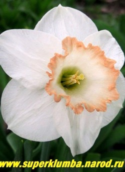 Нарцисс "СПРИНГ ПРАЙД" (Narcissus "Spring Pride")  крупнокорончатый. Белоснежные широкие доли околоцветника с крупной белой коронкой с розовой гофрой по краю, высота до 50 см, НЕТ В ПРОДАЖЕ