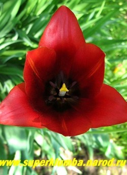 Тюльпан КРАСНОКОРИЧНЕВЫЙ ПОЗДНИЙ, класс "Триумф", фото внутри цветка - внутри цветок красивого шоколадного оттенка, высота 50 см ЦЕНА 150 руб (3 лук).