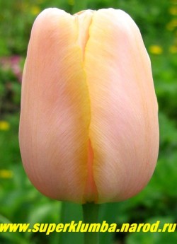 Тюльпан ДУША РОССИИ (Tulipa Menton) серия "Российские гиганты" , на фото в полном роспуске- кремового цвета. высота стебля до 90 см, поздний, НЕТ В ПРОДАЖЕ