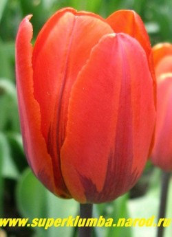 Тюльпан ПРИНЦЕССА ИРЕН (Tulipa Prinses Irene)   класс "простой ранний", желто-оранжевый с темными разводами от основания лепестка, высота 35 см, НЕТ В ПРОДАЖЕ
