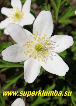 АНЕМОНА ДУБРАВНАЯ (Anemone nemorosa)  цветы крупным планом.ЦЕНА 250 руб (делёнка)