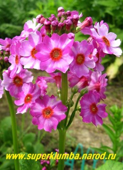 Примула японская "СВЕКОЛЬНО-РОЗОВАЯ" (Primula japonica), высота до 40см, цветы собраны в многоярусное (5-7ярусов) соцветие, цветет июнь-июль, ЦЕНА 200 руб (штука)