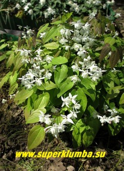 ГОРЯНКА ПЫШНАЯ «Нивеум» (Epimedium x youngianum «Niveum») Невысокая горянка высотой 20-25 см, с перистыми, раскрывающимися бронзовыми, позднее зеленеющими листьями. Соцветия чисто белые. Цветет обильно в мае-июне. ЦЕНА 500 руб (1 делёнка)