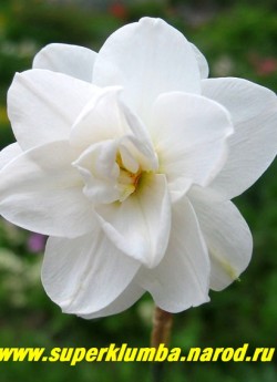 Нарцисс ПОЭТИЧЕСКИЙ "ПЛЕНУС" (Narcissus poeticus "Plenus") махровый, великолепная махровая форма нарцисса "Поэтикум" с традиционно белоснежными лепестками околоцветника и проглядывающей между ними лимонной коронкой с красным кантом. Высота до 40 см, ЦЕНА 100 руб (1 шт)